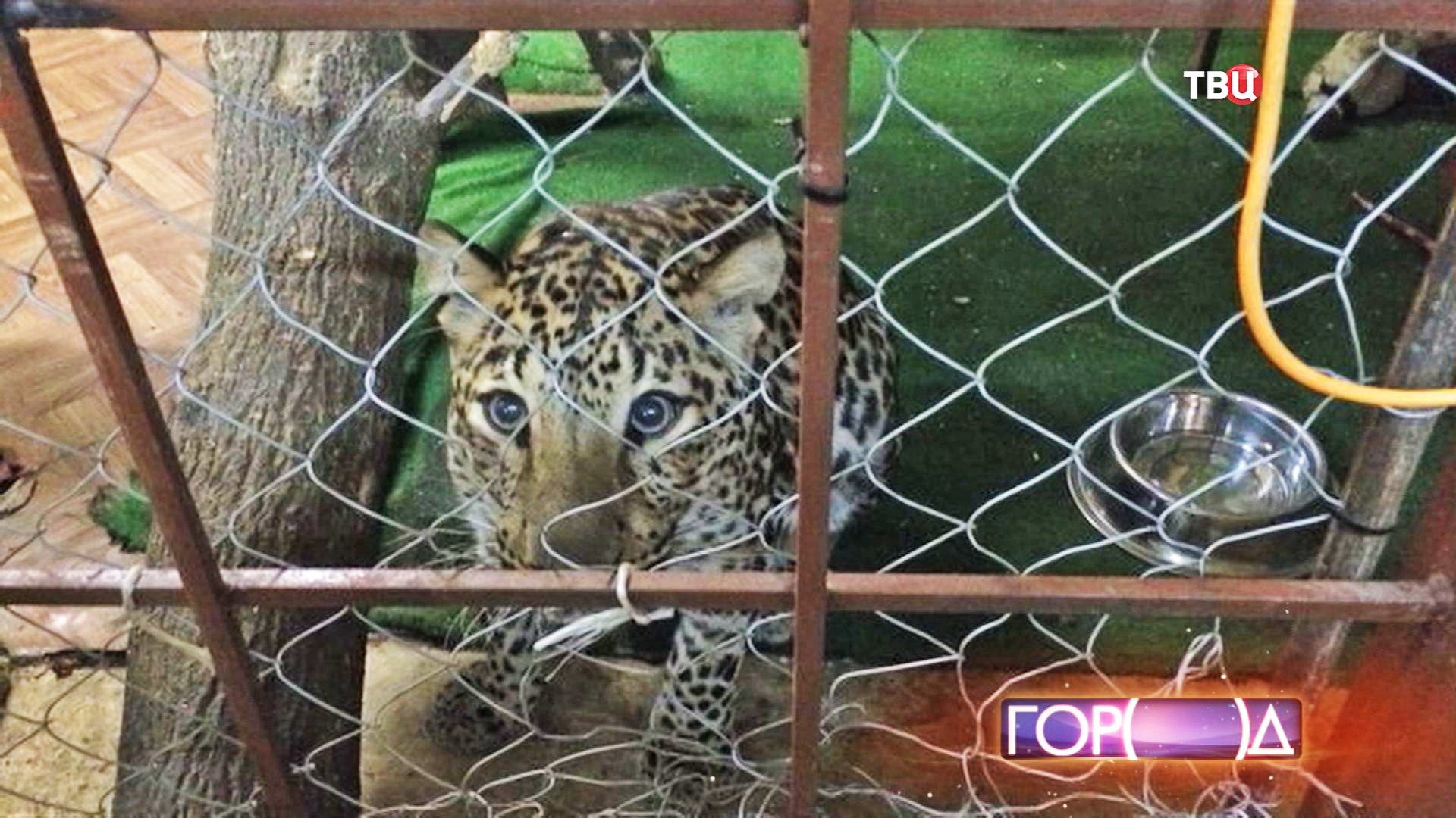 Полицейские обнаружили леопарда в подвале одного из жилых домов в Москве ::  Новости :: ТВ Центр