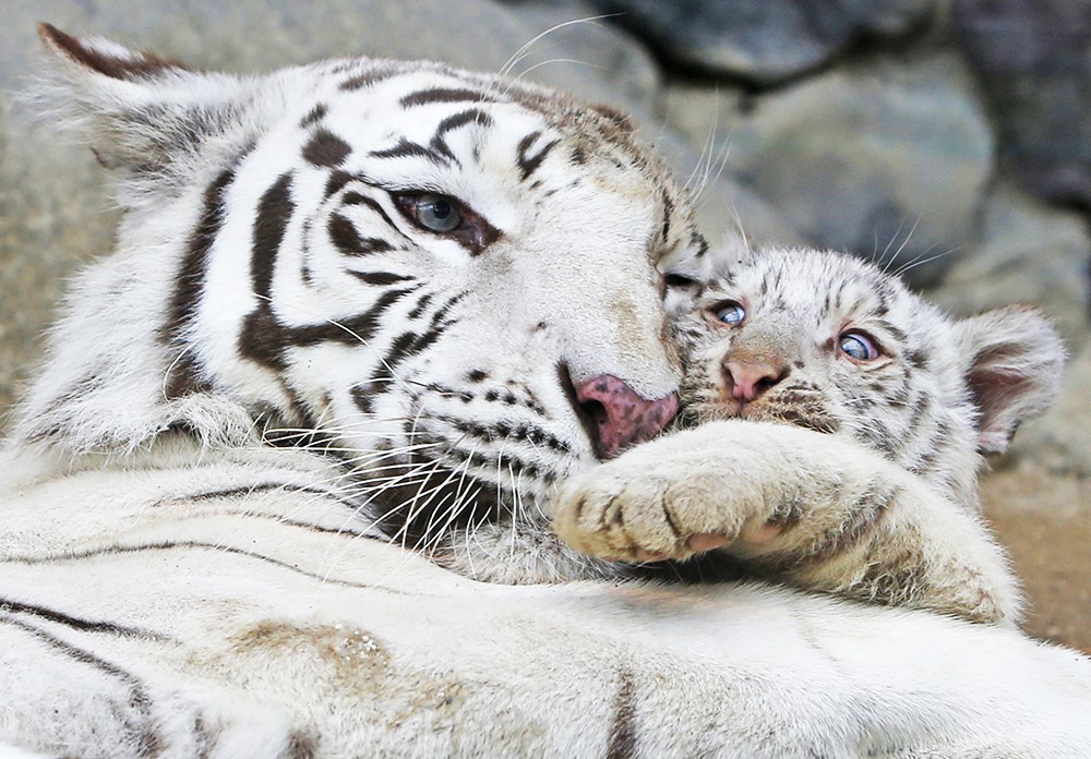 Белые тигрята в зоопарке