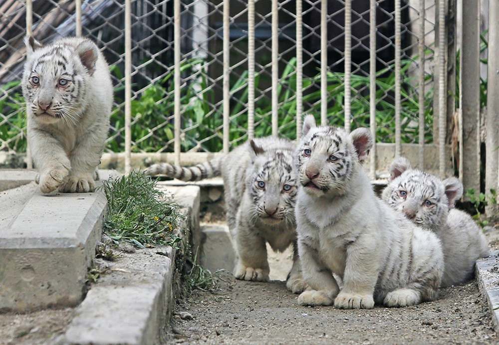 Белые тигрята в зоопарке