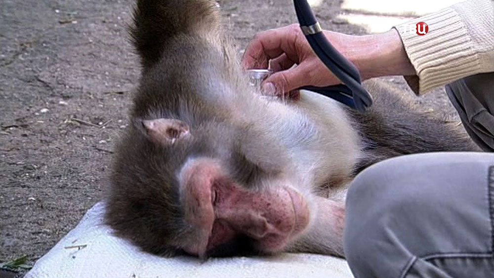 Ветеринар осматривает обезьяну