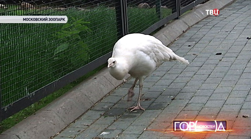 Белый павлин в Московском зоопарке
