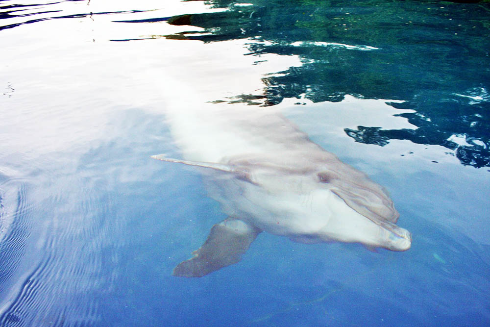 Дельфинарий в "Измайловском парке". 2015 год