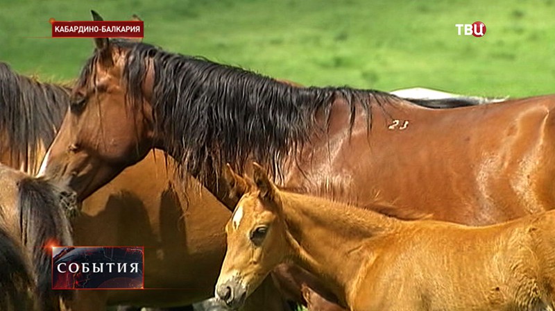 Лошади в Кабардино-Балкарии 