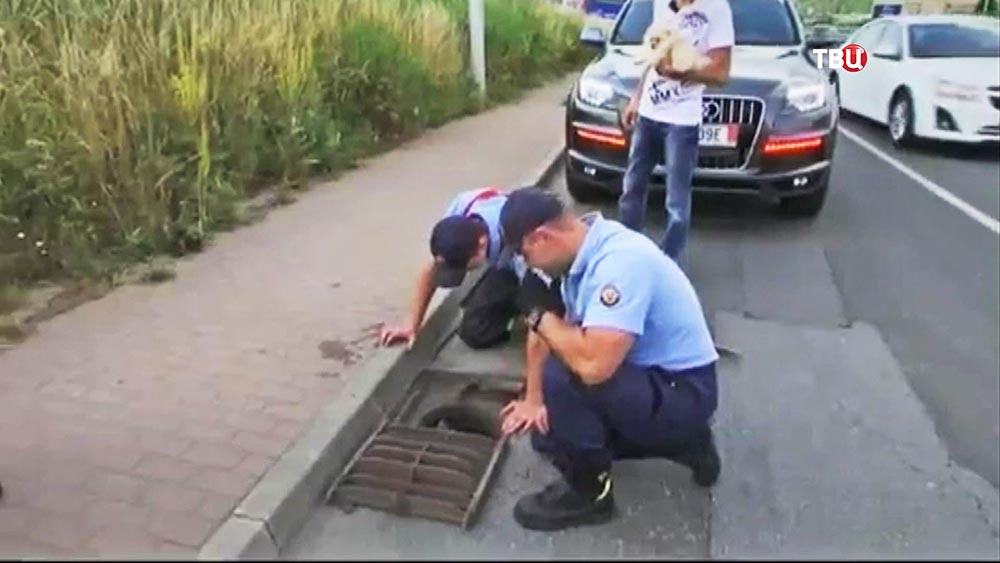 Полицейские спасают утят из канализации