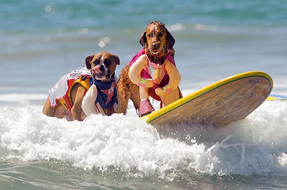 Соревнования по сёрфингу среди собак