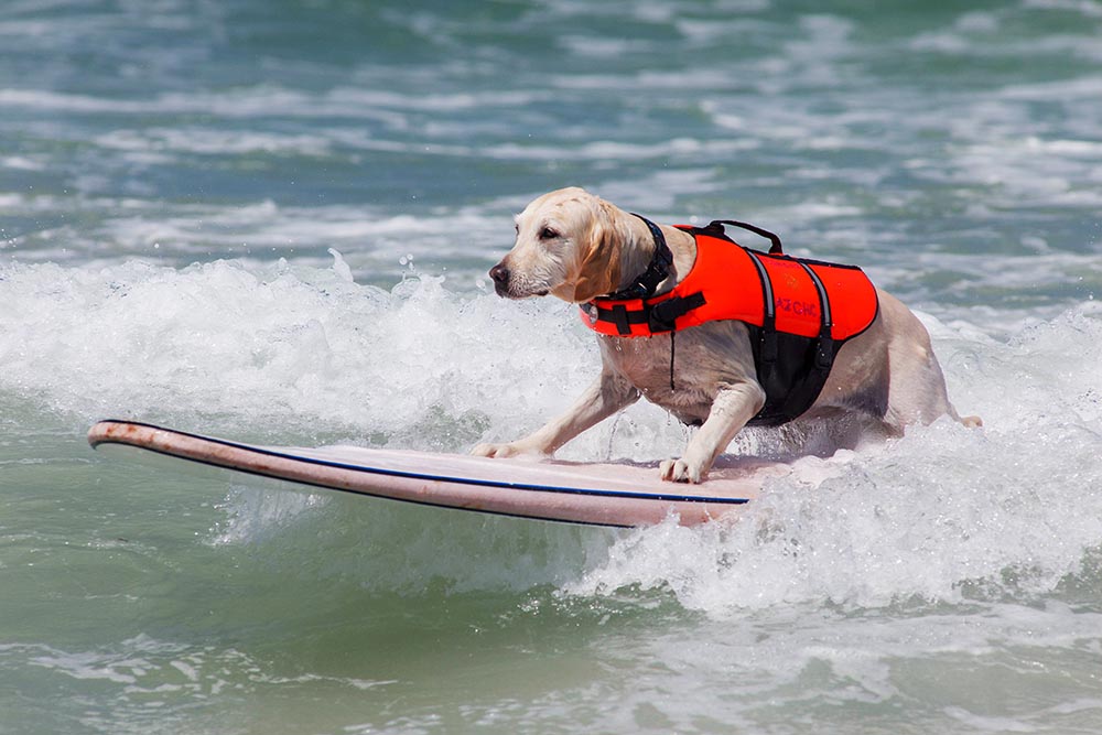 Соревнования по сёрфингу среди собак