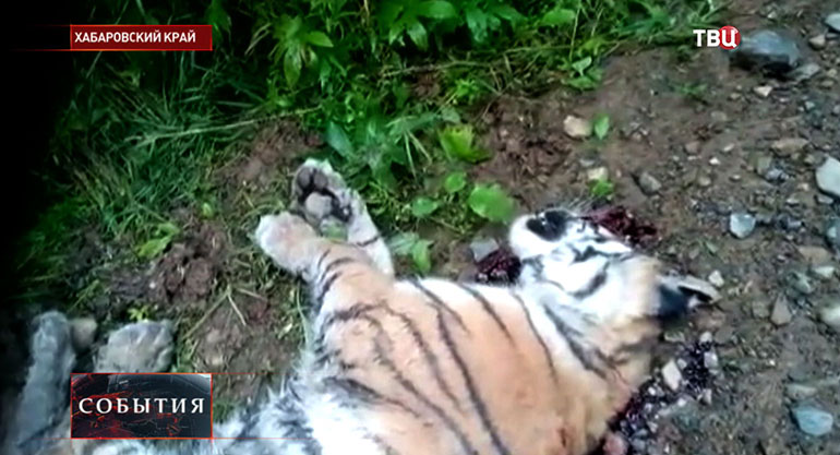 Убитый амурский тигр