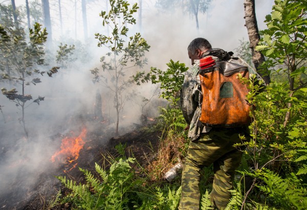 Сотрудник лесной охраны тушит лесной пожар 