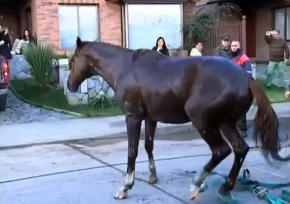 Чилийские спасатели достают провалившуюся лошадь