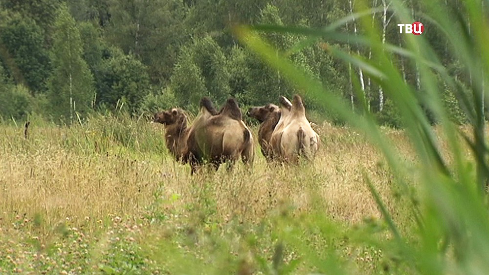 Верблюды пасутся в поле