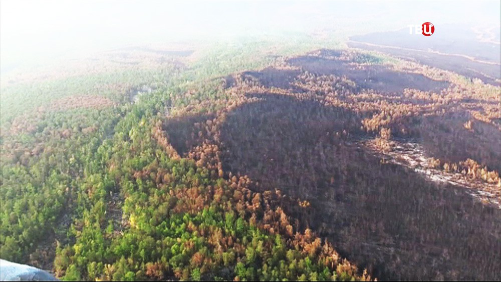 Последствия лесных пожаров