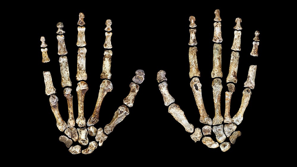 Останки Homo naledi