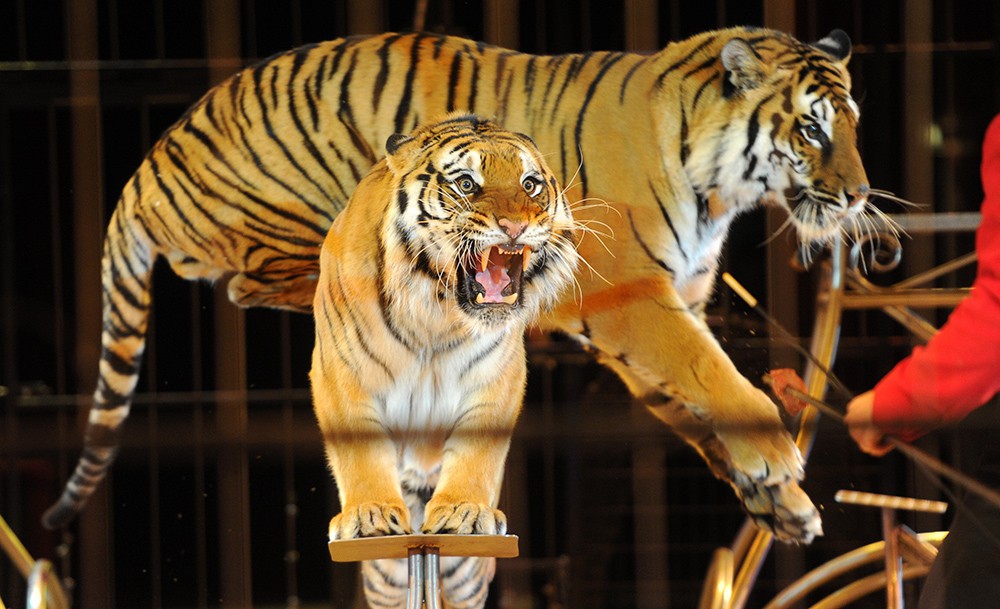 Тигры в цирке