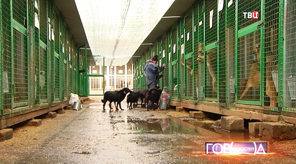 Приют для бездомных животных в Щербинке 