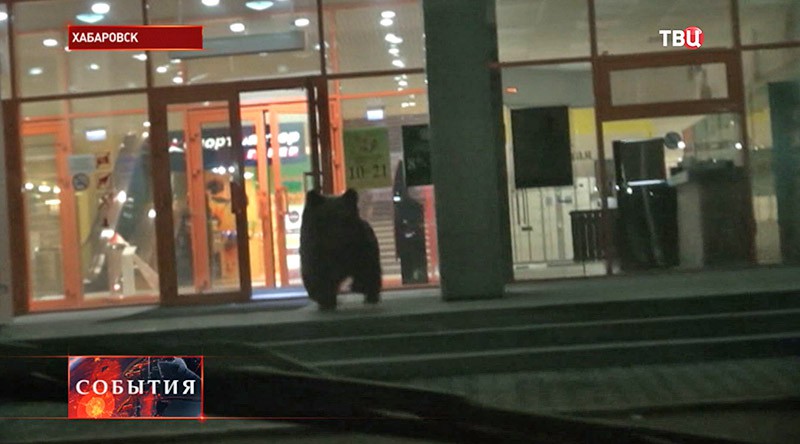 Медведь около входа в торговый центр