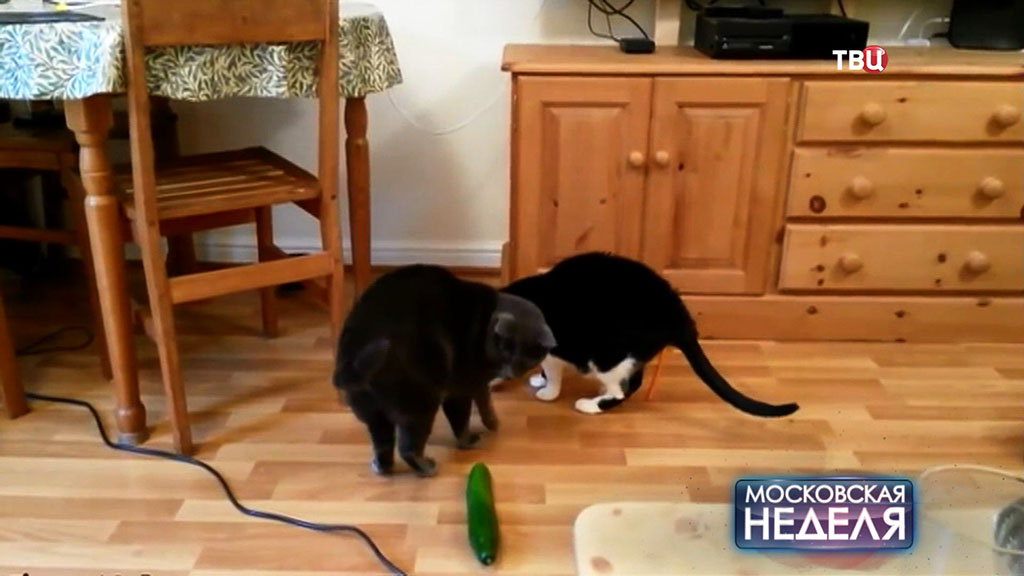Видео: крыса гоняет кошку по кухне