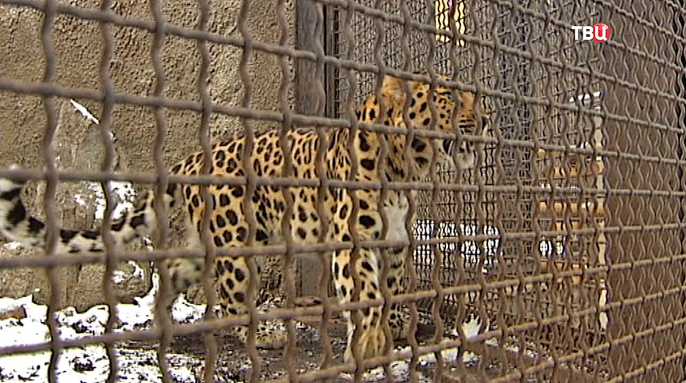 Леопард в Московском зоопарке
