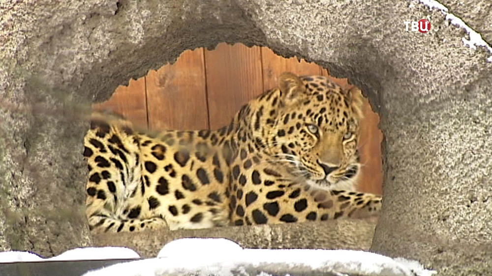 Леопард в Московском зоопарке