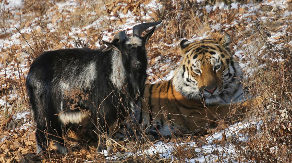 Козёл и тигр в Приморском сафари-парке