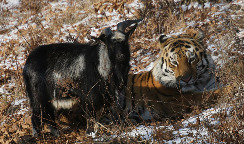 Коза и тигр в Приморском сафари-парк
