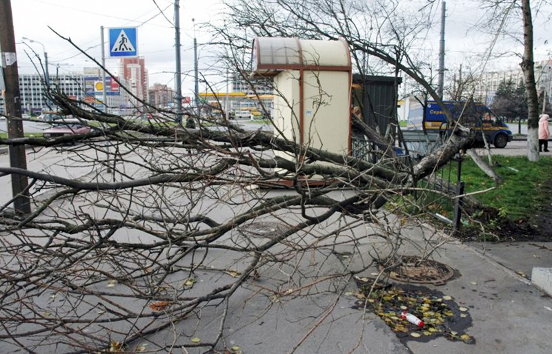 Штормовой ветер в Санкт-Петербурге повалил деревья