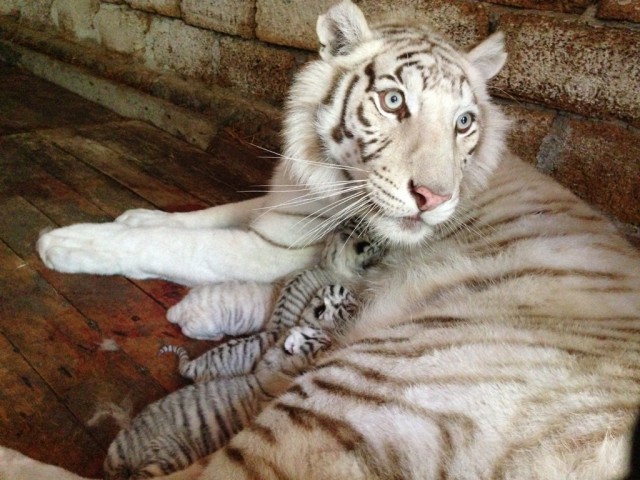 Белые тигрята в ялтинском зоопарке "Сказка"