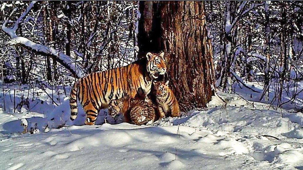 Cемейство амурских тигров