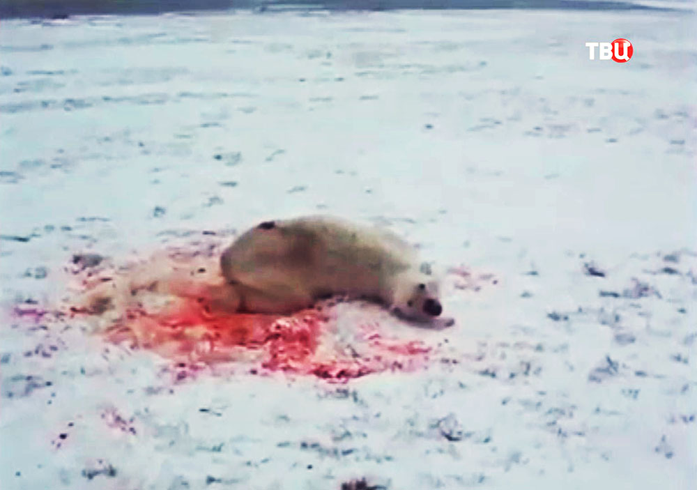 Убийство белового медведя