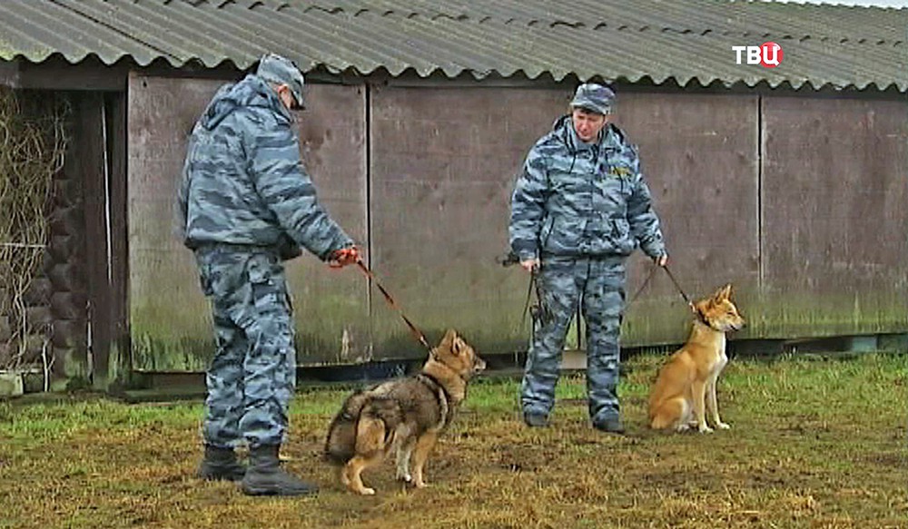 Тренировка служебных собак
