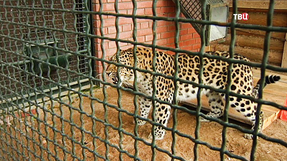 Женщины в леопардовом зоопарке. Дальневосточный леопард Московский зоопарк. Леопард в зоопарке Москвы. Вольер для леопарда. Вольер леопарда в зоопарке.