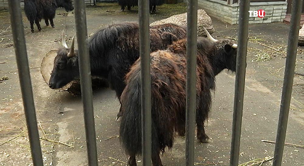 Тибетские яки в Московском зоопарке 
