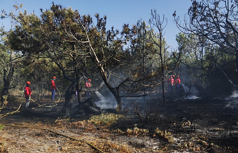 Лесные пожары в Португалии 