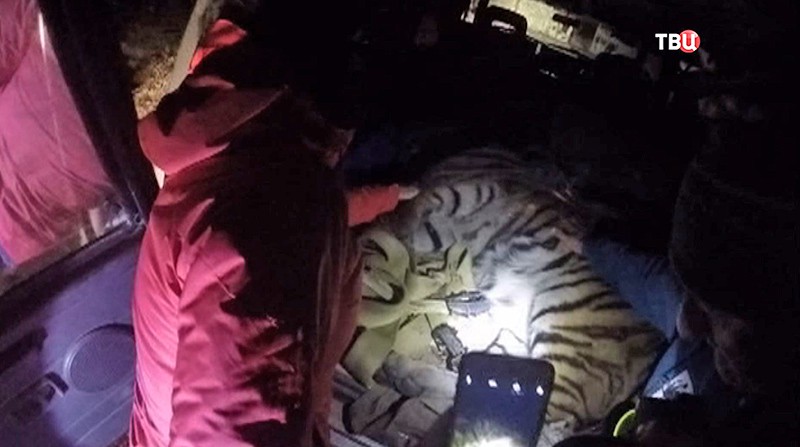 Пойманный тигр