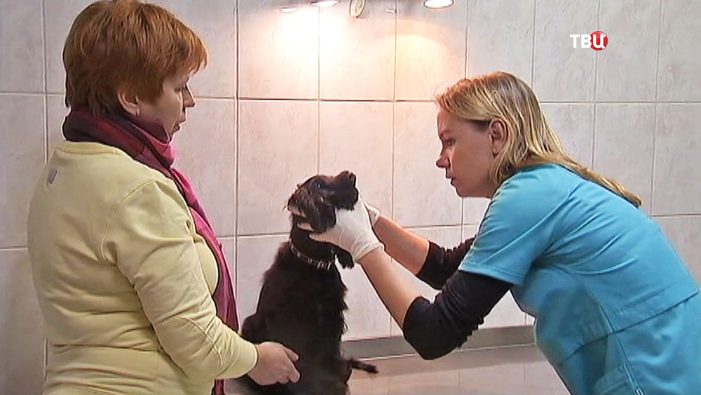 Ветеринар осматривает собаку