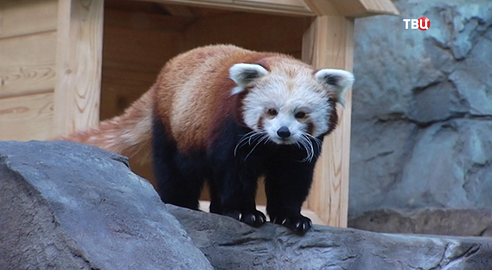 Красная панда в Московском зоопарке 