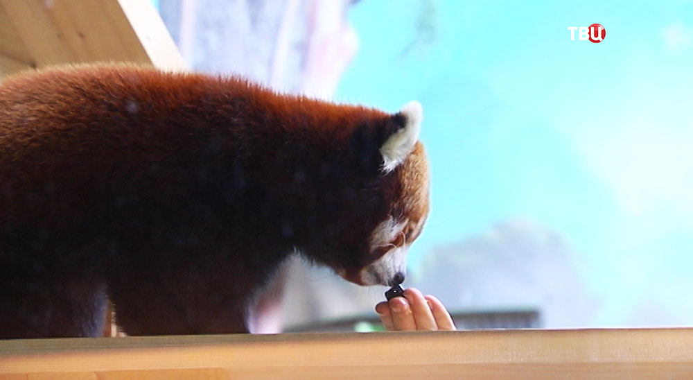 Кормление красной панды в Московском зоопарке 