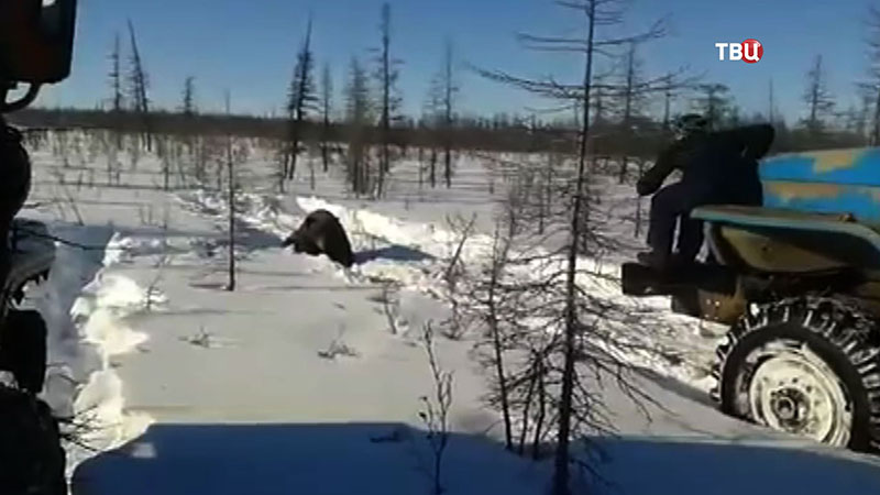 Пострадавший медведь