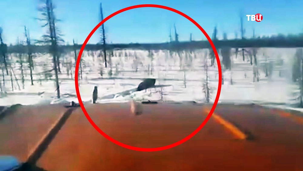 Вахтовики давят грузовиками медведя в Якутии