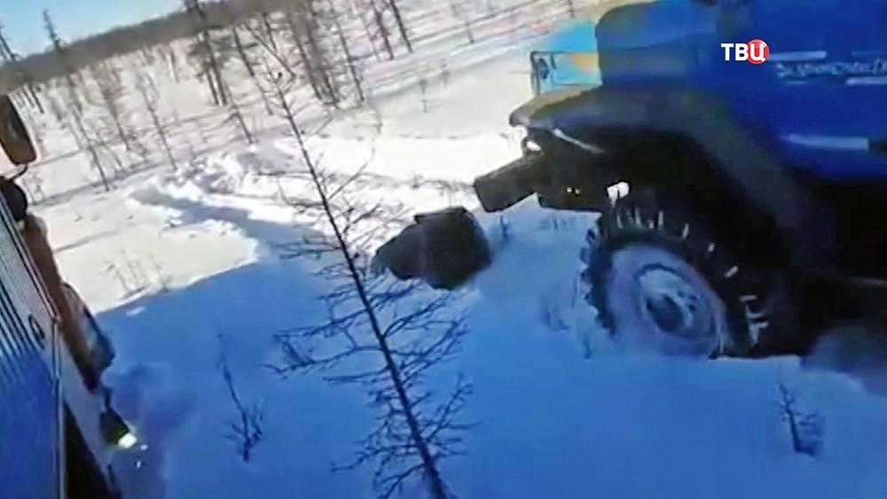 Вахтовики давят грузовиками медведя в Якутии