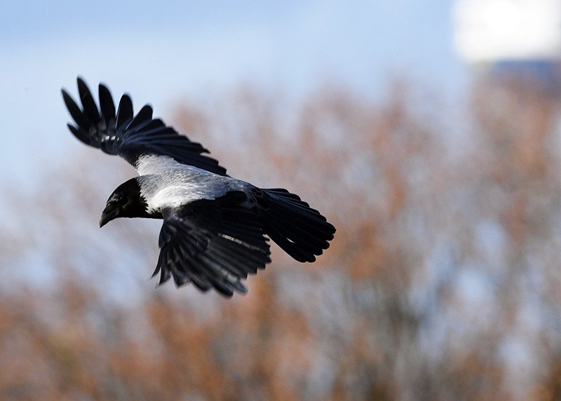 Ворона ворует. Птицы которые воруют. Ворона ворует. Вороны воруют. Ворона украла.