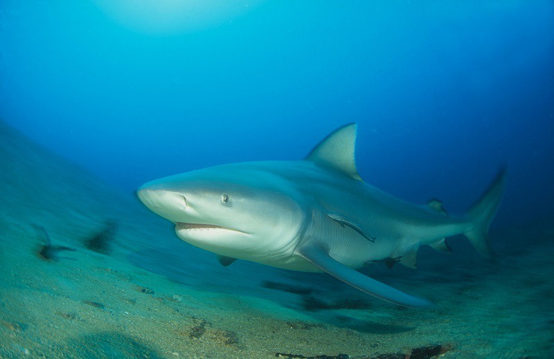 Акула-бык - одна из самых опасных для человека акул | Кафедра зоологии | Дзен