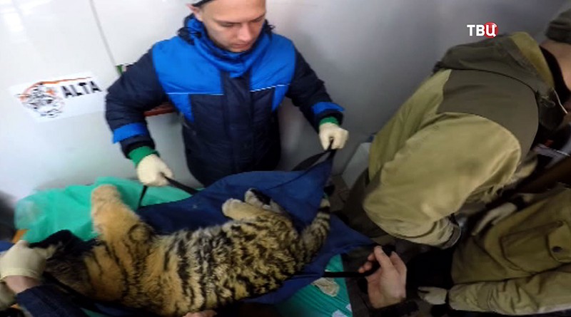 Ветеринары спасают раненого амурского тигренка