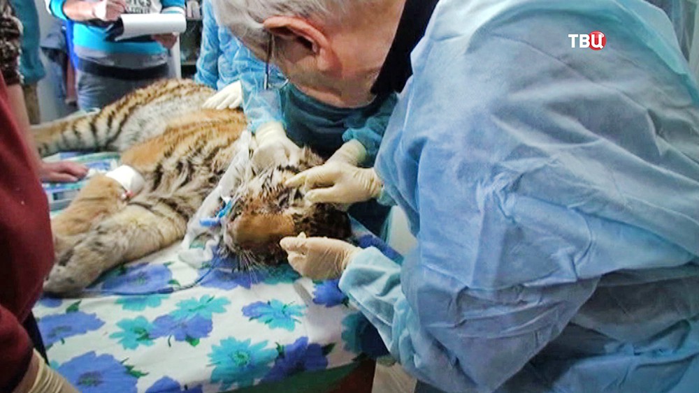 Врачи проводят операцию над тигренком