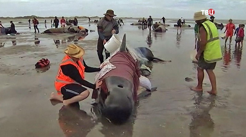 На берег выбросились дельфины в Новой Зеландии