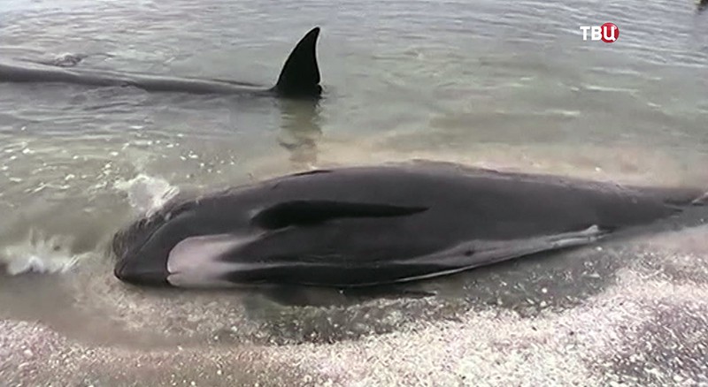 На берег выбросились дельфины в Новой Зеландии