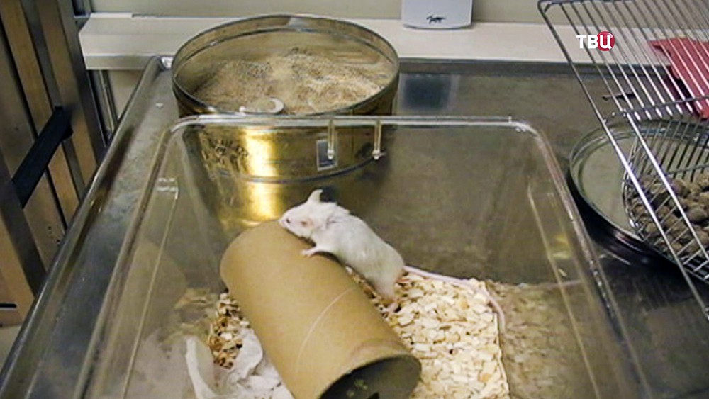 Мыши в лаборатории