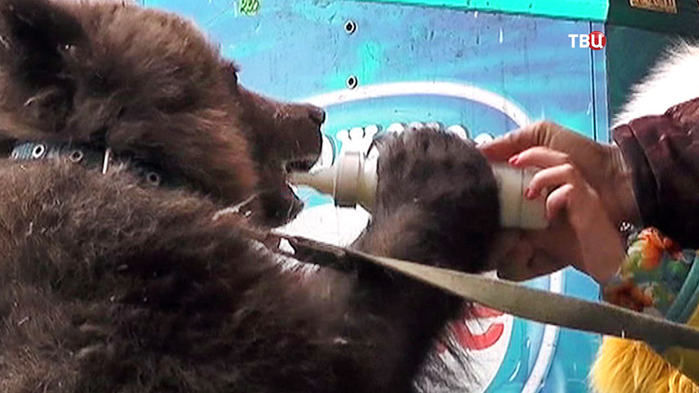 Медвежонок пьет молоко