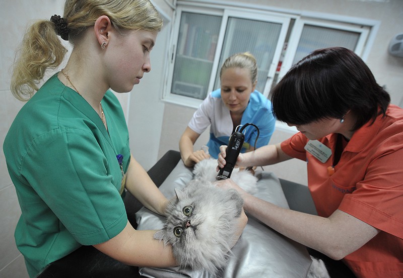Работа сотрудников ветеринарной клиники