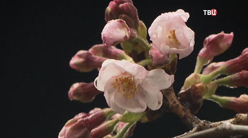 Цветения сакуры
