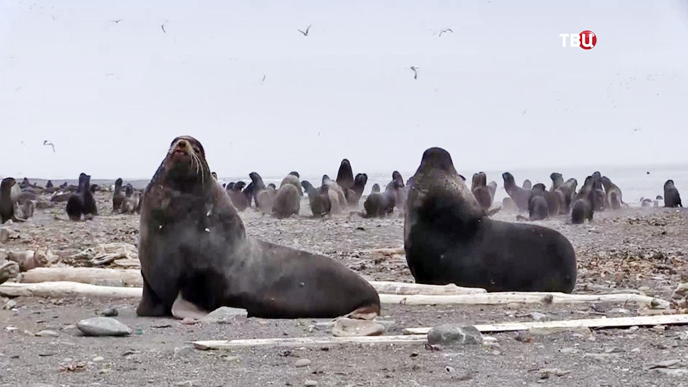 Тюлени на берегу